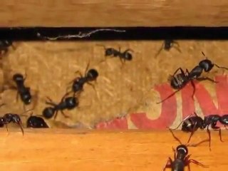 Bellingham Home Inspector -- King of the House