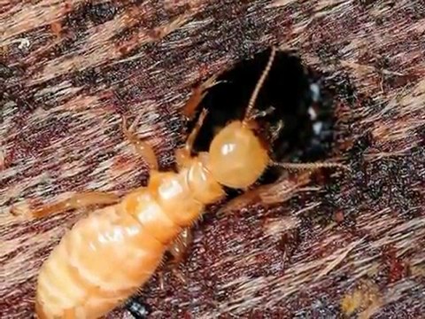 Whatcom County Home Inspector (King of the House) Dampwood Termite Infestation