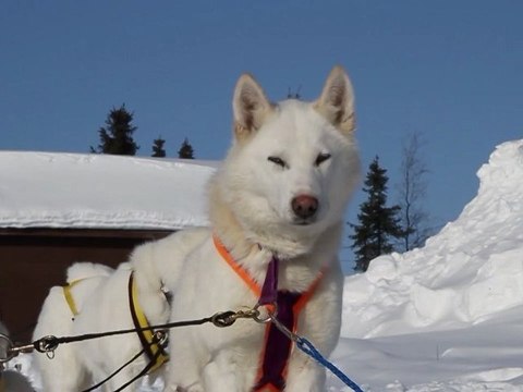 The North - Extended Trailer