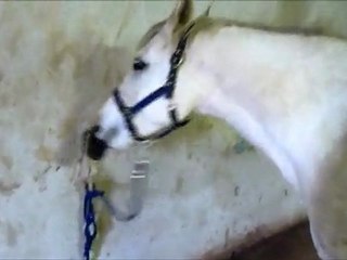 poney qui joue avec mon etrille