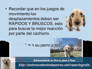 Como Entrenar a un Perro Paso a Paso