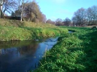 Kaczka w środku miasta