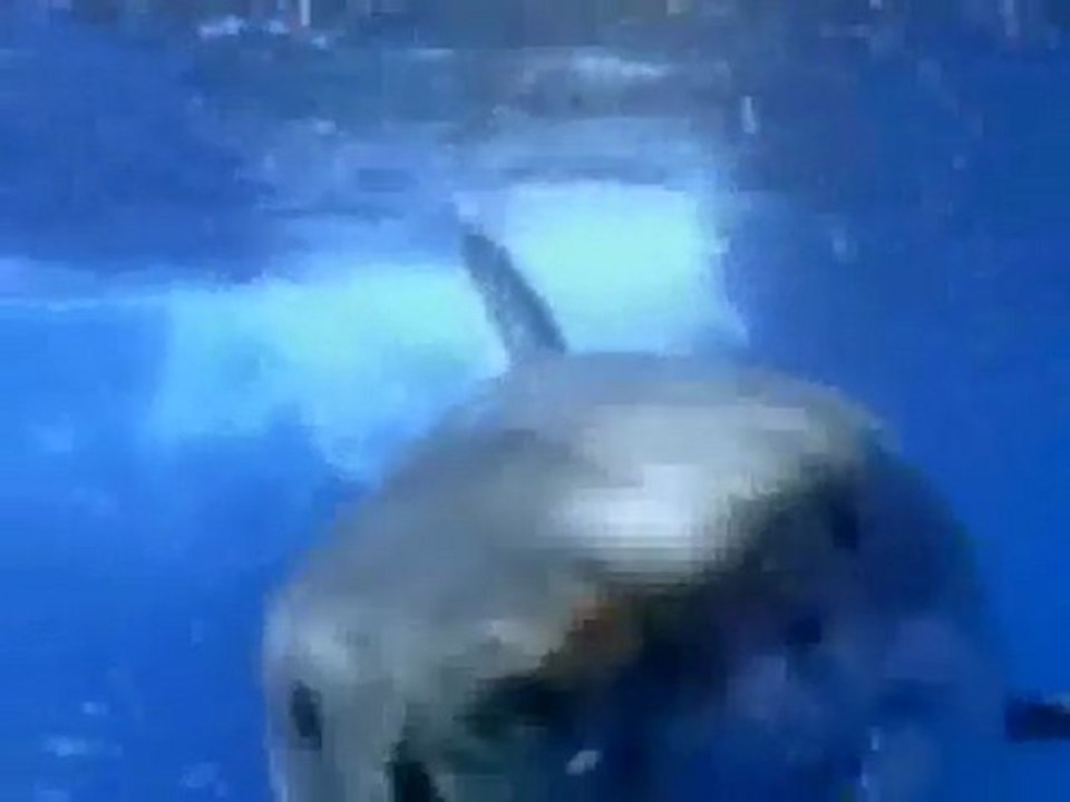 (DVD15) (17) LOS OCÉANOS