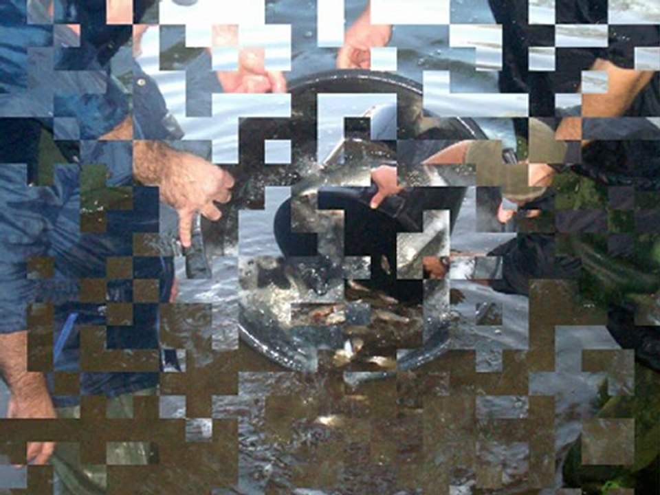 rempoissonnement  (grand marais biache st vaast le 12/11/2011)