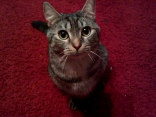 ZASKOCZYŁ MNIE NIE MA MYSZKI