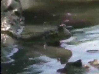 (DVD15) (20) MAR, ARRECIFES DE CORAL