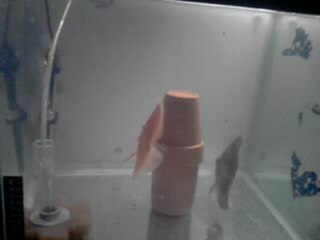 blue tıtan - albıno mılenyum gold cıftım