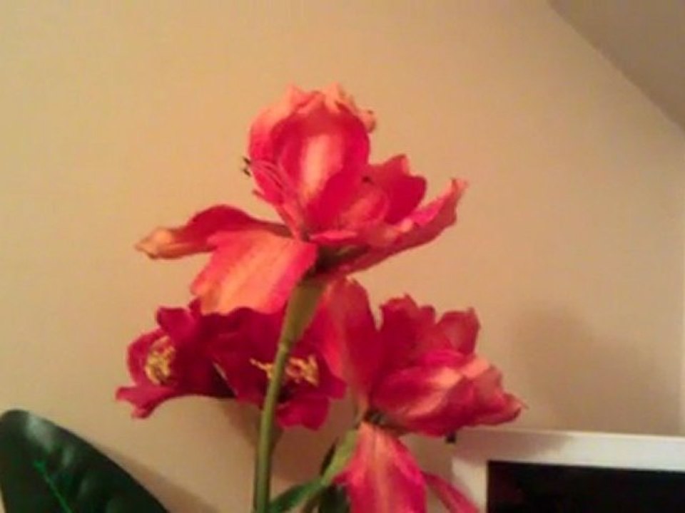 HTC 7 MOZART ---> 1280x720 (720P)