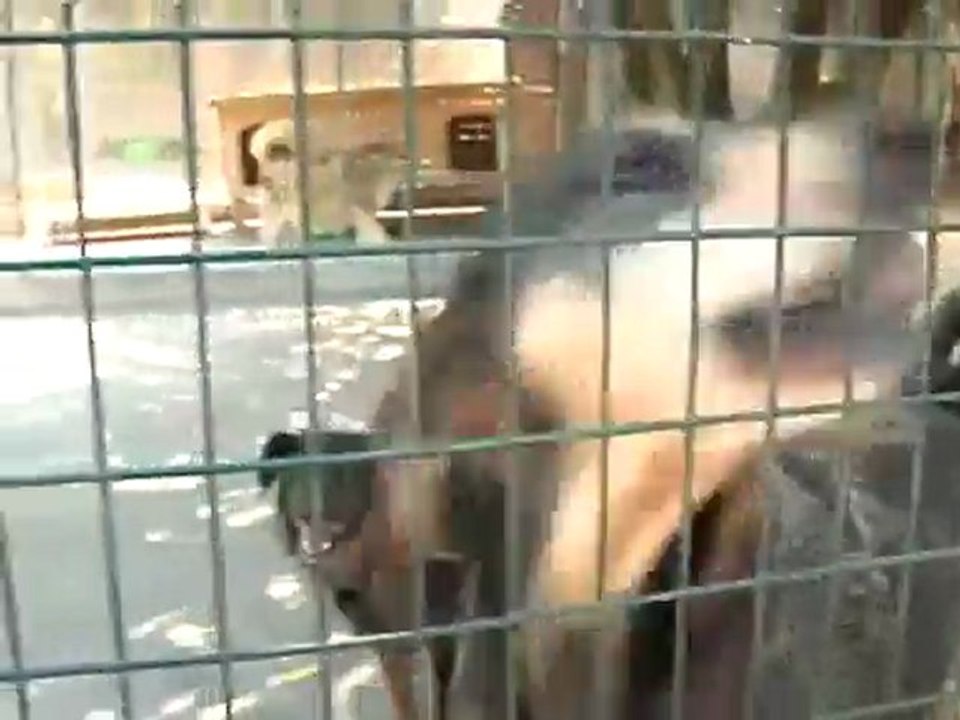 MENO ABBANDONI DI CANI