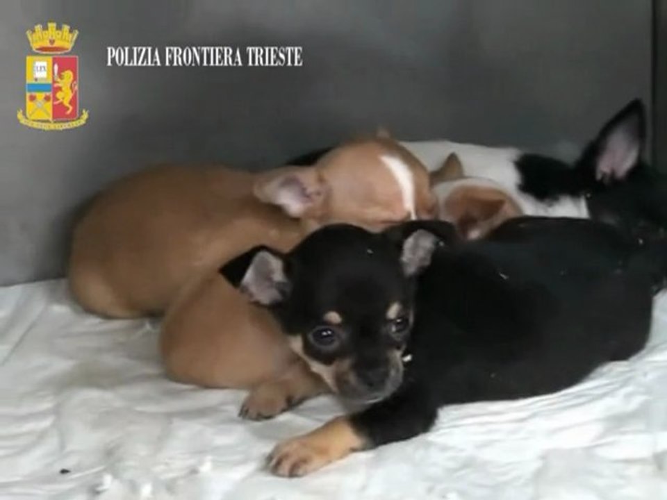 SEQUESTRATI 4 CUCCIOLI