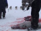 Les derniers chasseurs de l'Arctique (Part.4) La chasse au phoque