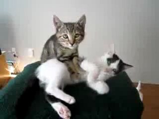 0400 - Chat masse un autre chat