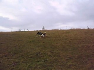 Chien courant interessé par une voie (Gers)