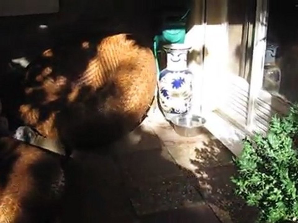 Fancy et ses bébés le 16 novembre 2011