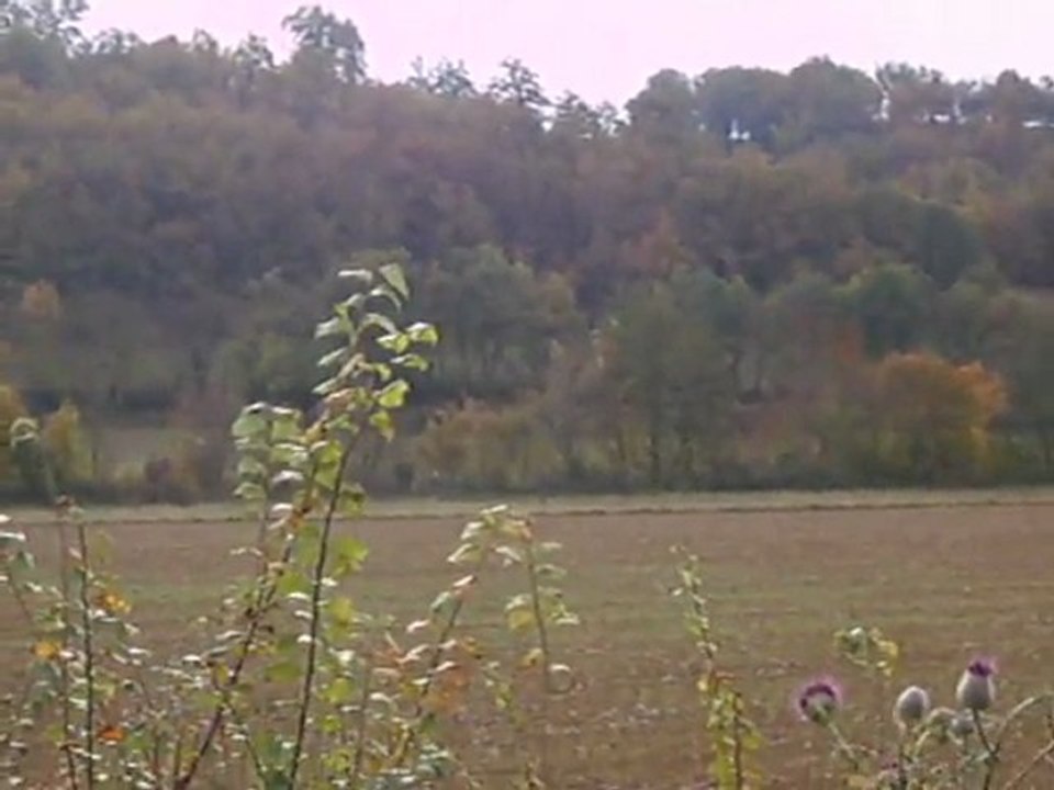 Attaque du lièvre par les chiens courants, dans le Gers