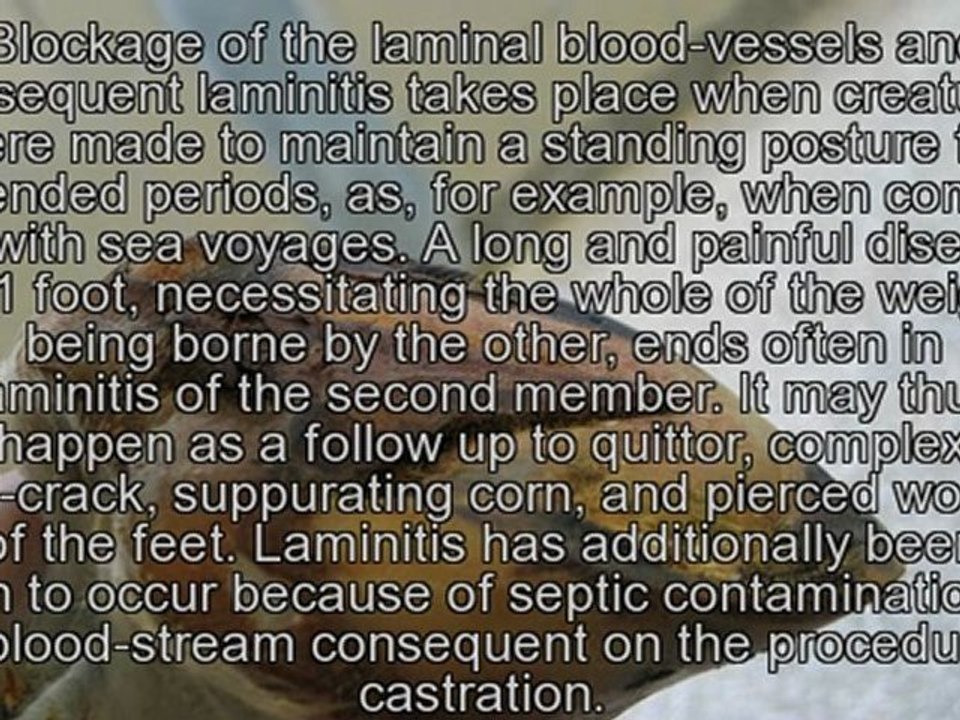 Horse Supplements And Information On Founder