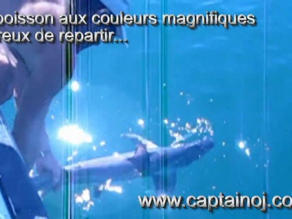 Le renard de Serge