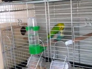 Muhabbet kuşu çiftleşme