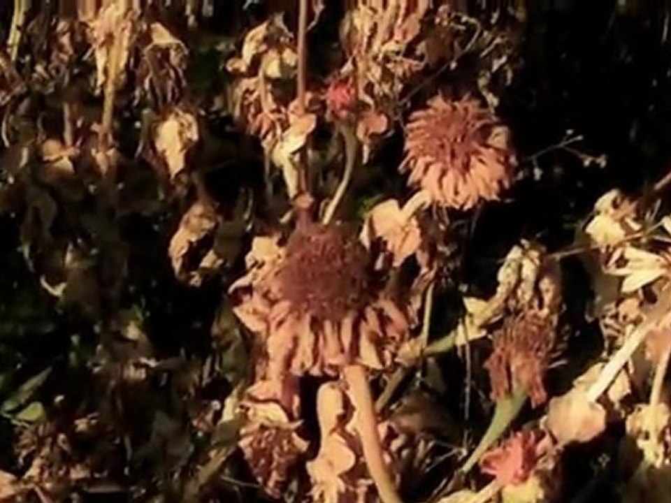 Sam Duckworth - Angels In The Snow