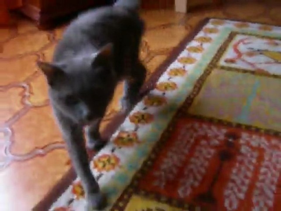 Choupette