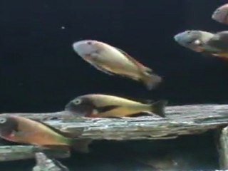 İLANGİ YELLOW MAŞAALLAH