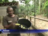 Au Cameroun, protéger les gorilles de la convoitise des hommes