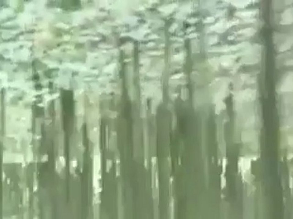 Liberté - Freedom - Vrijheid