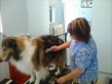 Perfect Pooch Dog Grooming, Dog Day Care, Pet Groomer, Dog Sitting