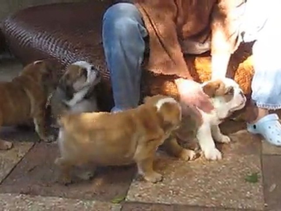 Bébés des charmes d'Halliwelle