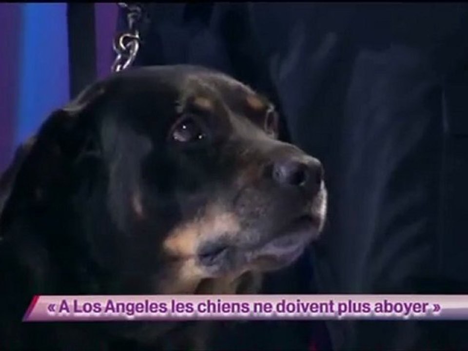 Arnaud Tsamere - A Los Angeles les chiens ne doivent plus aboyer