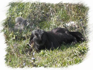 bunnyland : sortie des lapins