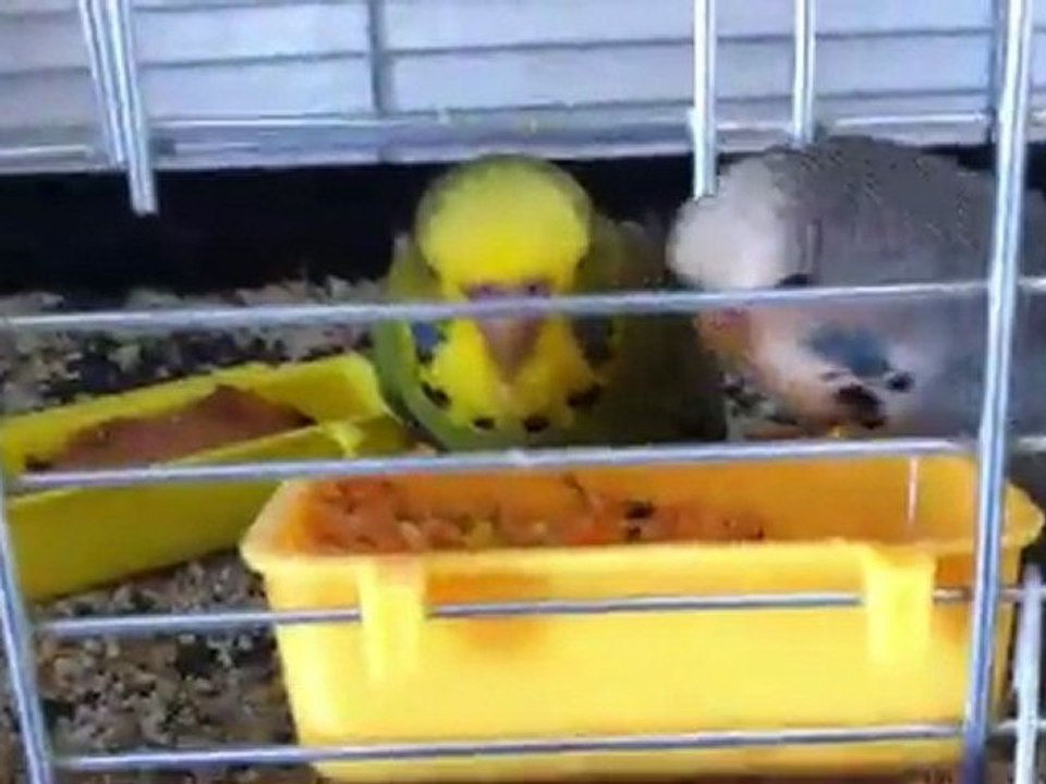 Çılgın mubişler