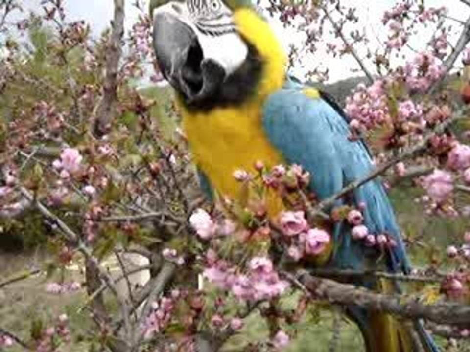 Ara presque parleur