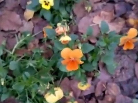 Videotest N8 con Symbian Belle 111.020 (demo qualità di registrazione - autofocus continuo)