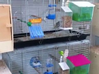 Muhabbet kuşları küçük üretimhane