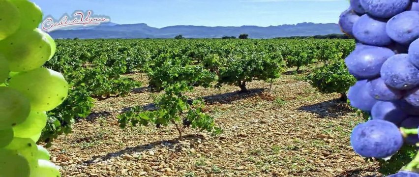 Cécile des Vignes par Mathieu Vignal