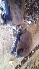 l' envole des chauves souris en plein jour