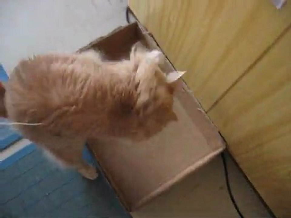 Bibi Walker Maine Coon Ranger