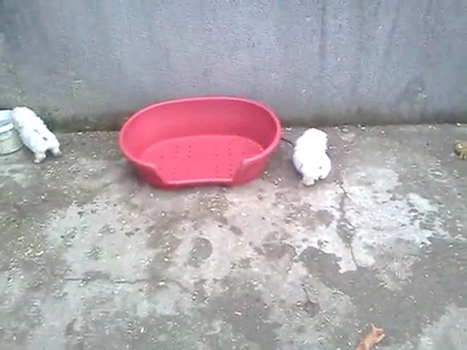 Chiots bichons frisé LOF