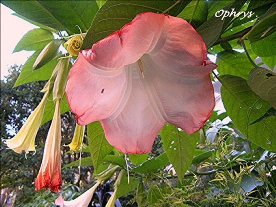 Les  Brugmansias .
