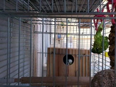 Muhabbet kuşu kur yapma, kur, muhabbet, kuş, kur yapma, çiftleşme isteği