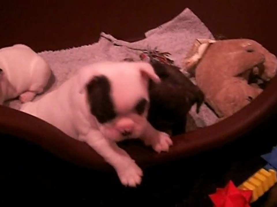 Litter G at 1 Month - DIAM's & HAYDEN - Born October, 17th 2011
