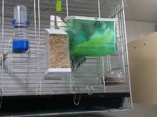 Muhabbet kuşları marullu yıkanma