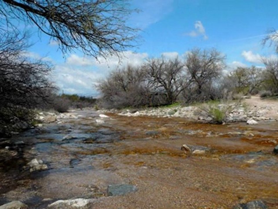 Saguaro National Park AZ