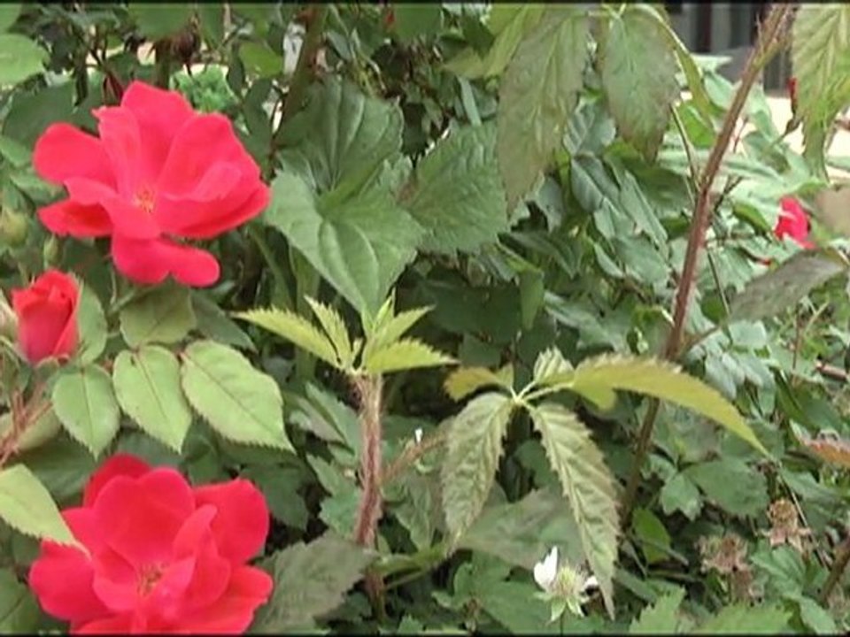 BeautyShots