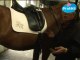 Equitation - Comment seller un cheval ? (Selle de dressage)