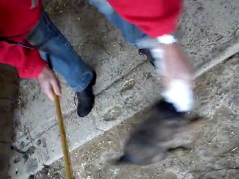 BERGER ALLEMAND Gando du domaine e-toiles-filantes