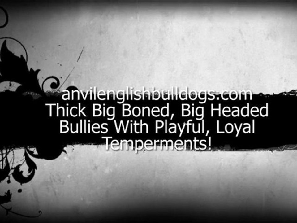 AKC English Bulldog Puppies East Texas Bulldog Puppy