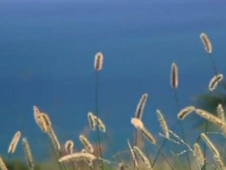 My Video