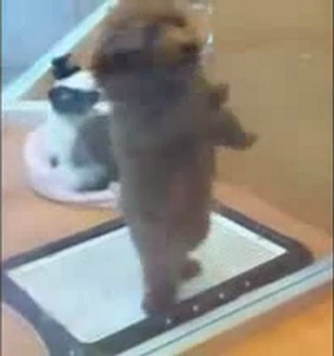 0402 - Chien danse la Salsa